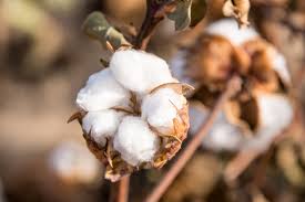 Bt Cotton